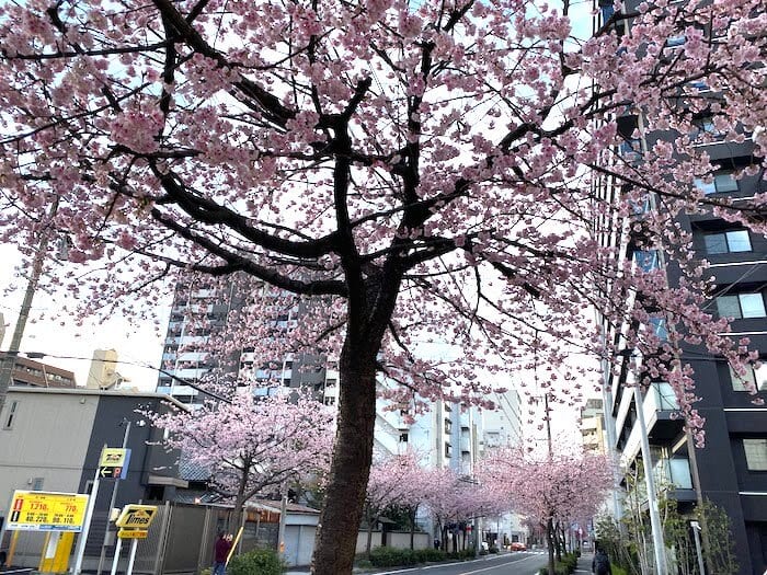 名古屋市東区 早咲き桜 20200305